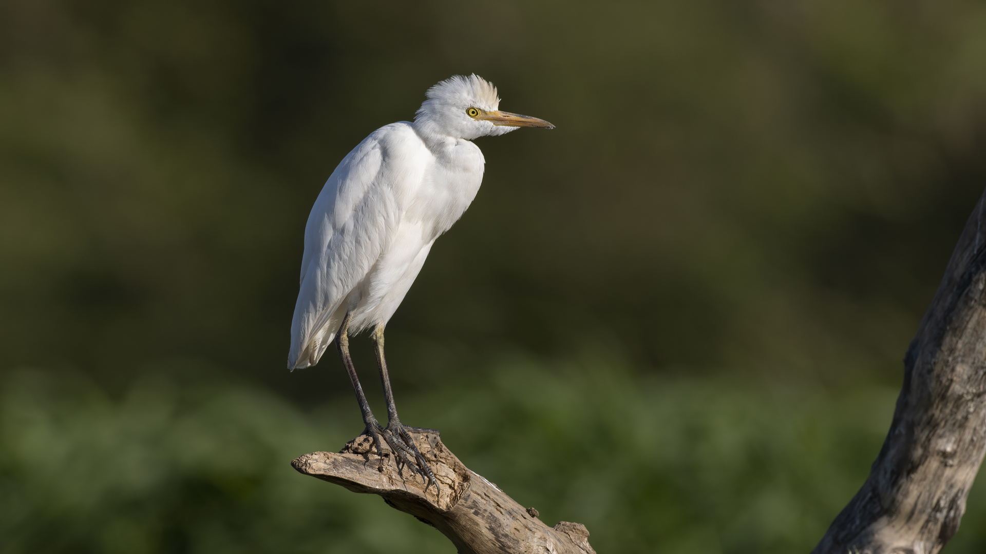 Cattle Egret